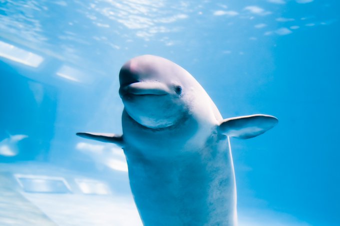 水族館 あなたが好きな 水族館 はどこ 22年版人気投票実施中 ねとらぼ調査隊