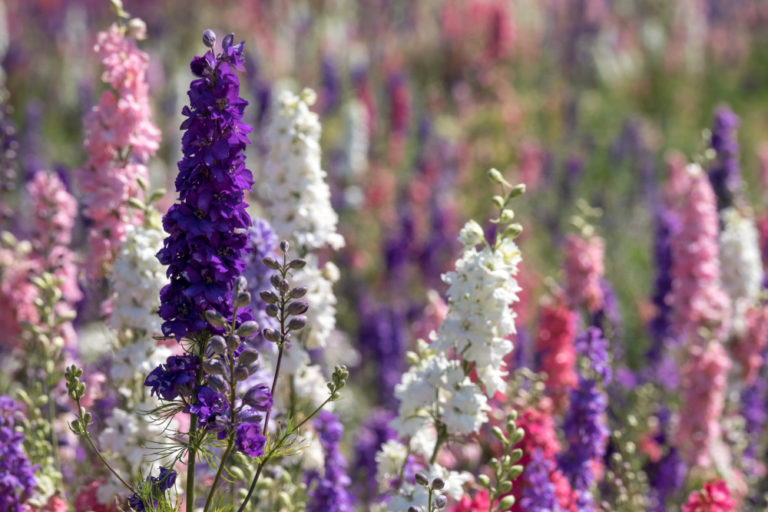 TEGmagazine's tweet photo. Find advice on which perennials to grow in your borders from plantswoman Claire Austin. https://t.co/VdeMkBog8g https://t.co/QMOBMMgnU6