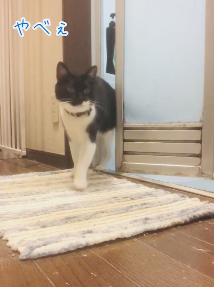 カメラに写った決定的瞬間　笑

youtube.com/shorts/7HjtmKp…

#おむすびkun
#カメラ
#決定的瞬間