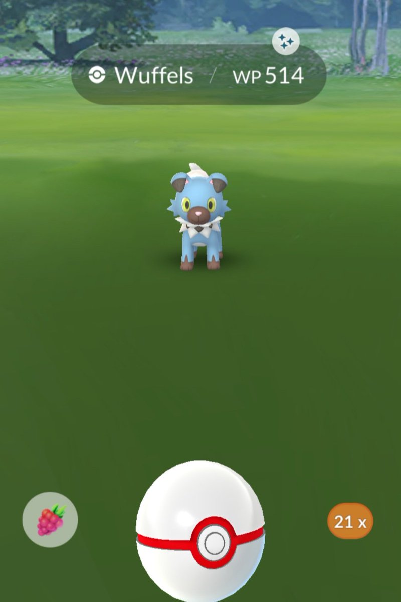 BassinShiny's tweet photo. My 1st shiny #Rockruff / #Wuffels! Cp514 & ***. #ShinyPokemon https://t.co/OEkWtHd9VY