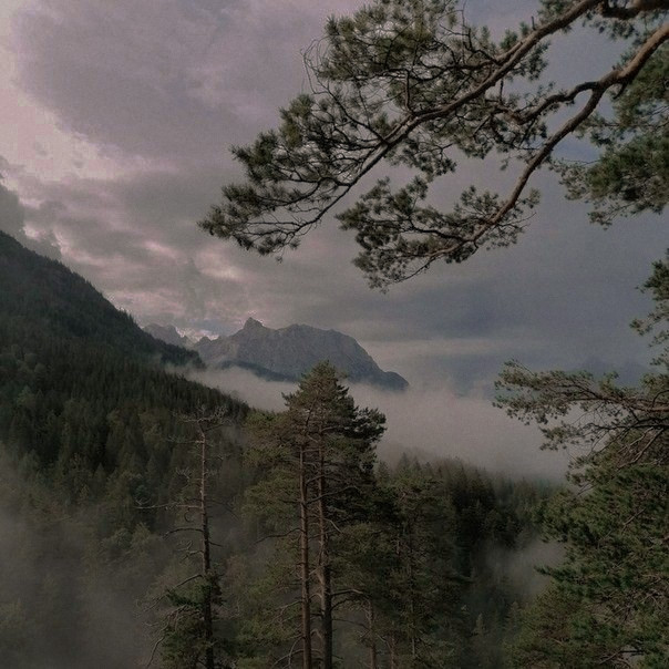 AngelsWhisperr's tweet photo. And into the forest I go, to lose my mind and find my soul. https://t.co/ZLmwc8VJ1D