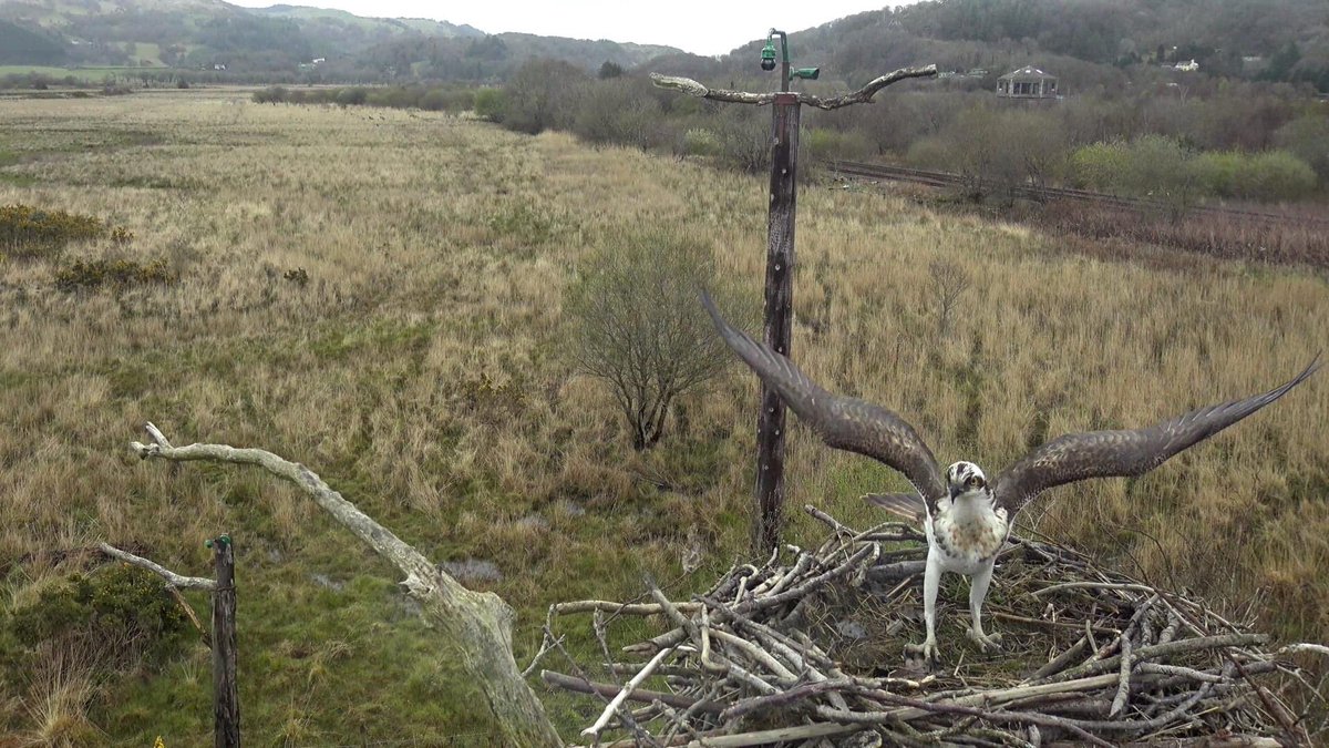 DyfiOspreys's tweet photo. He is back! Touchdown 9:40am. 
Croeso nol Idris! https://t.co/3Sic3IBqFn