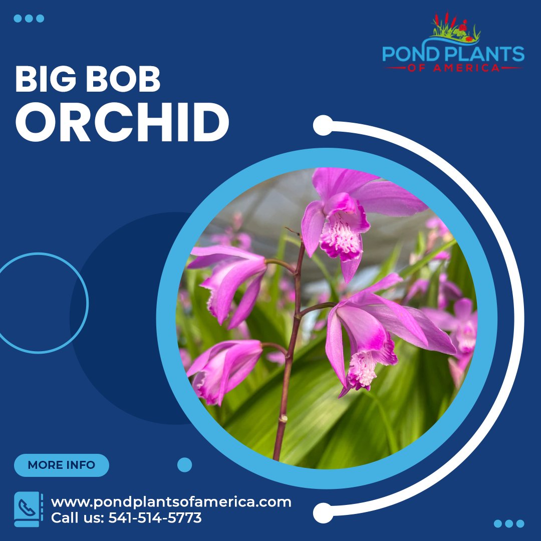 Plant the easy-to-grow Big Bob Orchid and make your pond garden look splendid with its rosy, pink blossoms this spring.
pondplantsofamerica.com/products/big-b…
#WaterLilies #lotus #aquaplants #aquaplantsonline #tropicalwaterlily #hardywaterlily #pondplants #pondplantsforsale  #pondflowers