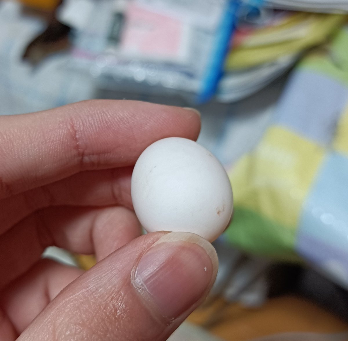 okame_Rubow's tweet photo. るー坊が卵産んでしまいました😨
抱卵する様子もないし凶暴な��も落ち着いたけど、卵はしばらく放置かな？🤔 https://t.co/hK4vOaxBAV