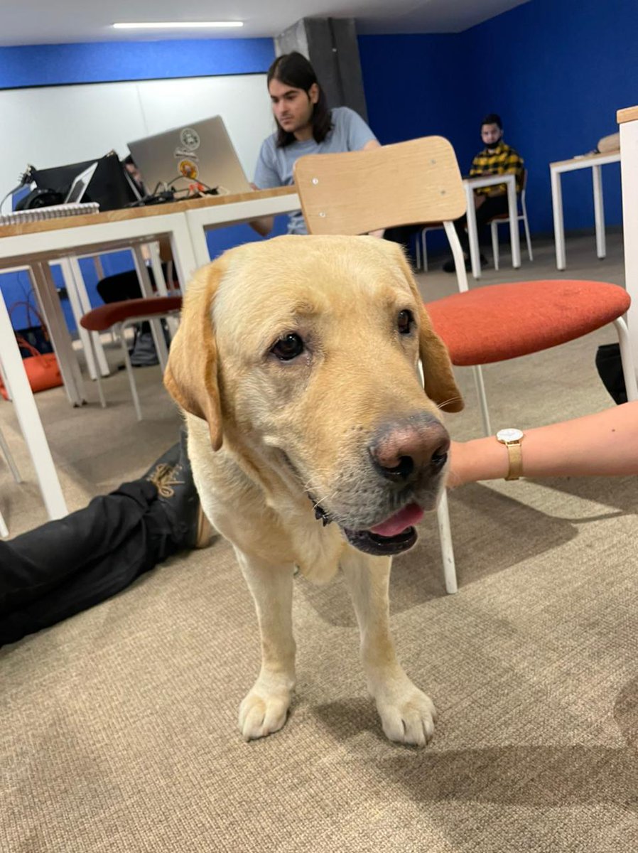 80dB_Comm's tweet image. Had some pawfessionals come into office today. Angel who has a MA in ‘Barkology’, Muffin with a PhD in ‘How to be a good boy’ and Cookie who was just happy to be there.

Thank you @furballstory for a wonderful afternoon. 

#Doggos #DogHour #PlayTime #DogsofTwittter #TherapyDogs