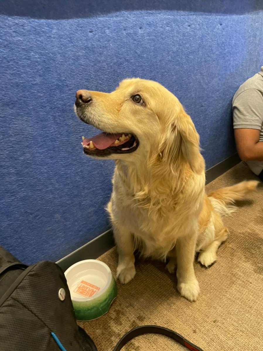 80dB_Comm's tweet image. Had some pawfessionals come into office today. Angel who has a MA in ‘Barkology’, Muffin with a PhD in ‘How to be a good boy’ and Cookie who was just happy to be there.

Thank you @furballstory for a wonderful afternoon. 

#Doggos #DogHour #PlayTime #DogsofTwittter #TherapyDogs