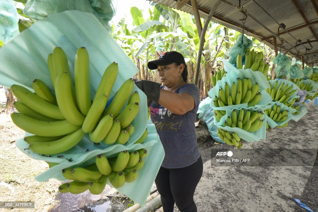 AFP Photo on Twitter "Ecuador banana industry slips over war in Ukraine. 📸 Marcos Pin AFP