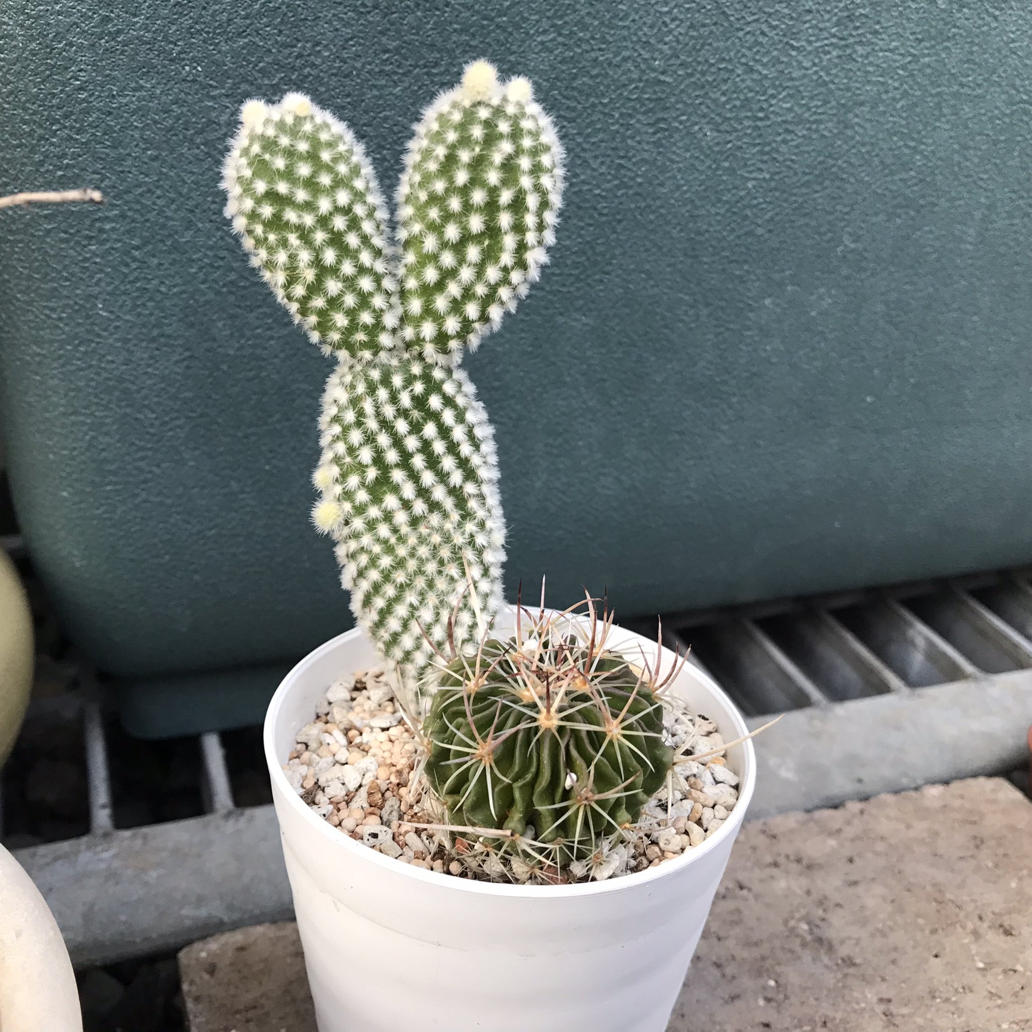 ふと アクア生活 植え替えたウチワサボテンはいろんなとこから成長する T Co Lmycfygka4 Twitter