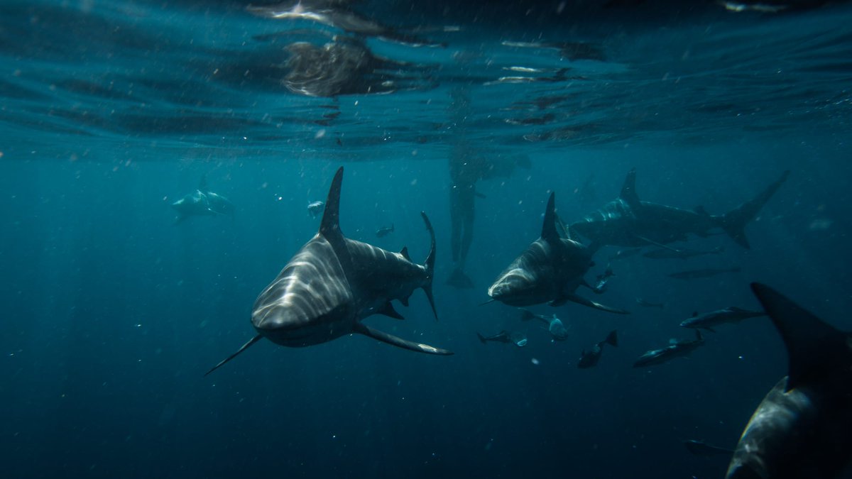 Ocean Collective was actively involved in the protests against Shell’s plan to conduct a seismic survey in the Wild Coast of 🇿🇦. 

Luckily, the court order halted the seismic survey. 🙌 

Follow our Instagram: instagram.com/join.oceancoll…