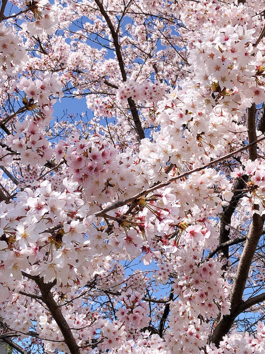 「桜を見てきた🌸 」|まちのイラスト