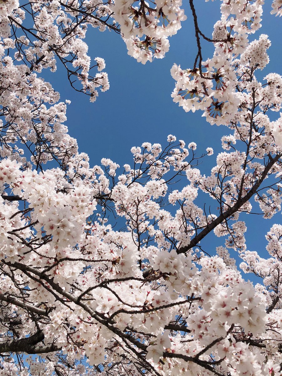 cherry blossoms no humans sky tree blue sky scenery outdoors  illustration images