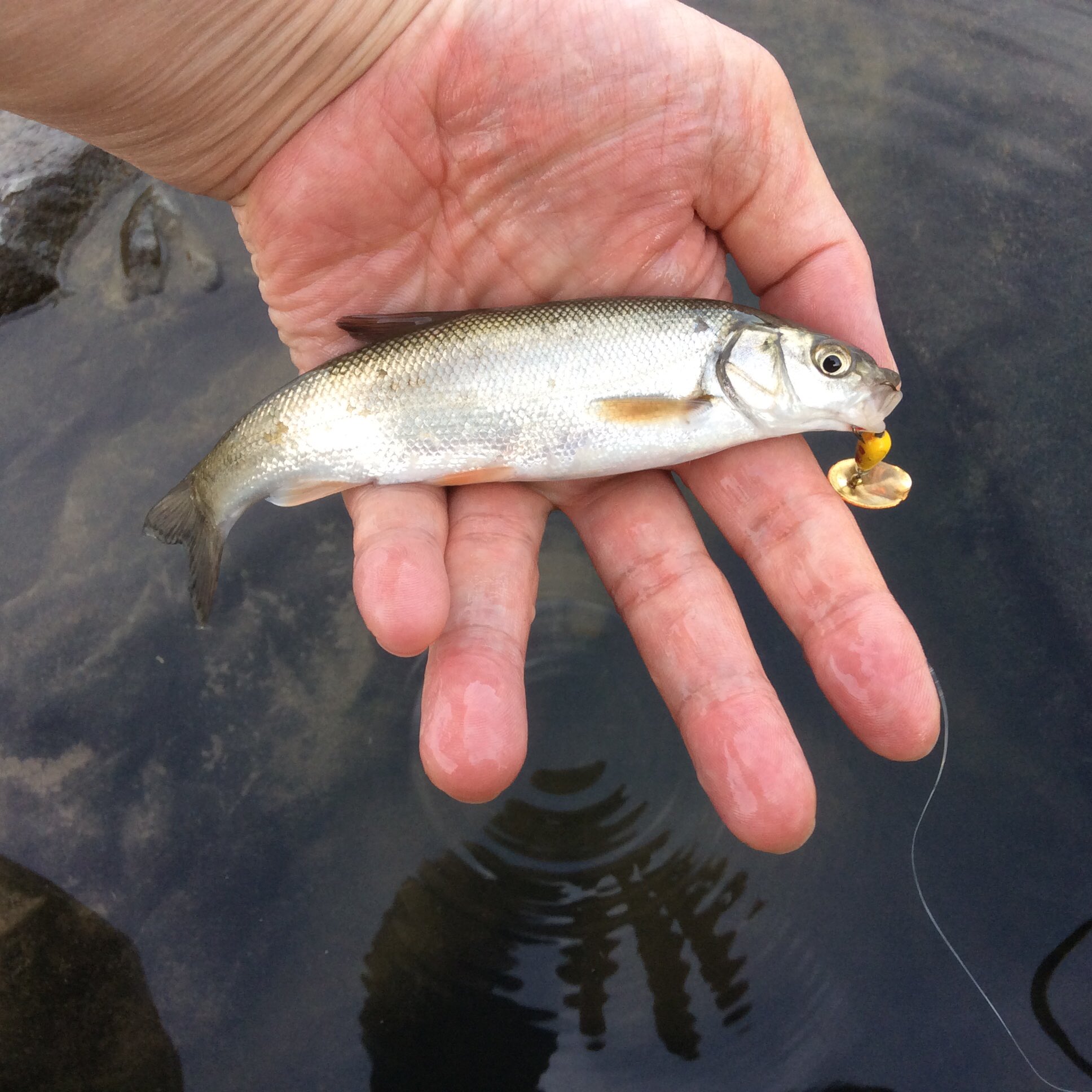 とーふ Tofu62 102ch ウグイのルアー釣り きょうも小さいのが1匹 少し水が濁っておりました ウグイ ルアー釣り スピナー スピンキャストリール 日本ウグイ協会 サポート会員 T Co Y5lgogwqsd Twitter