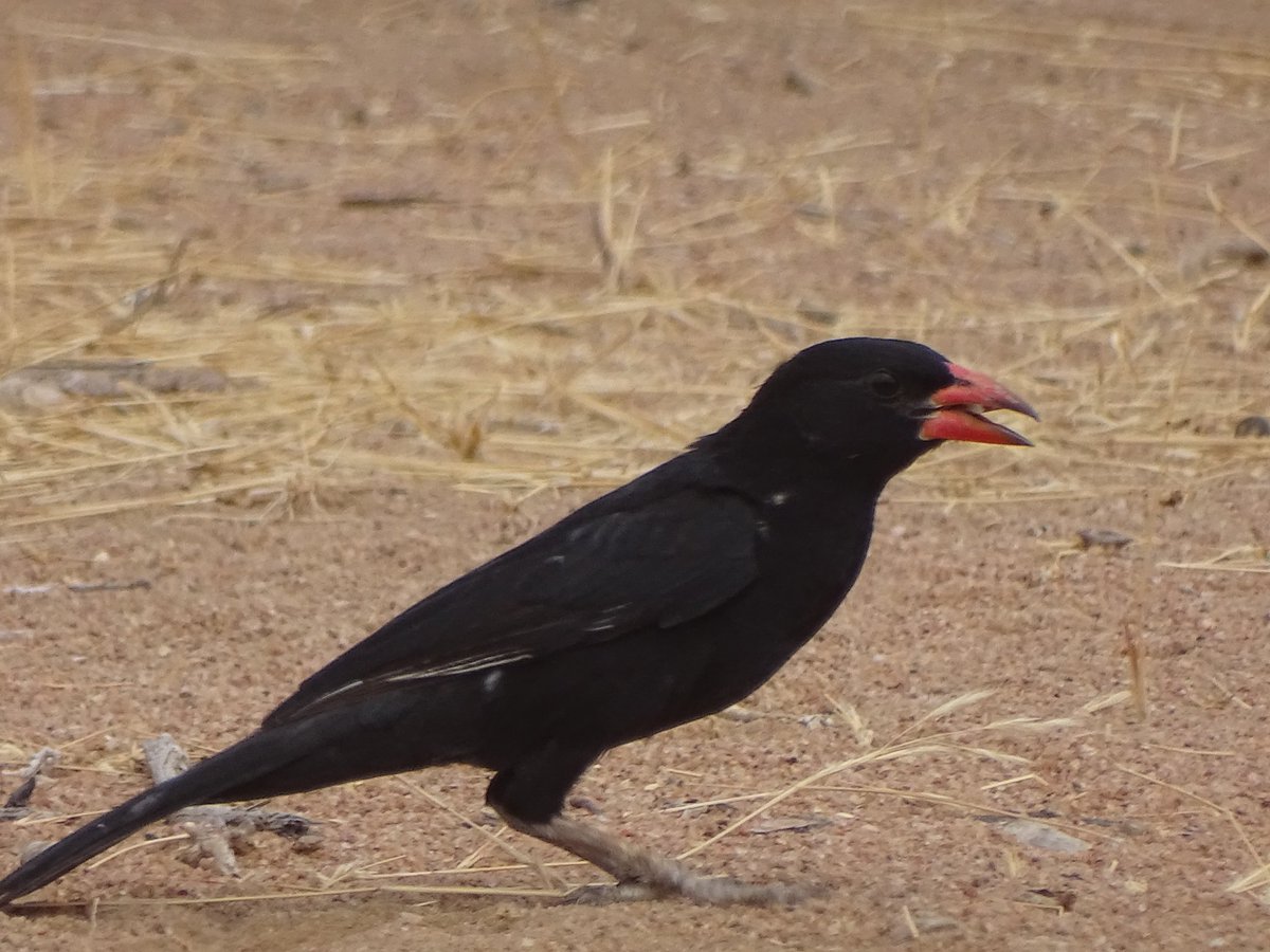 nomad_birder's tweet photo. Red-billed Buffalo Weaver.
#redbilledbuffaloweaver #BirdsSeenIn2022 #buffaloweaver #birdwatching #birdsofgarissa
#birding #birdsconservation https://t.co/8MWjc5XlZk