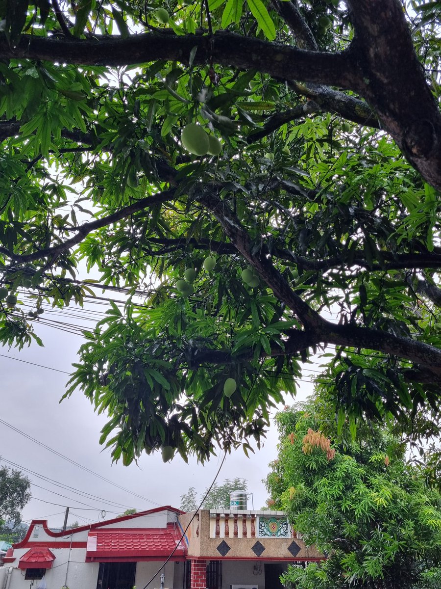 jinjimetaX's tweet photo. Hello Jinji Gang! 🌧 https://t.co/vIQcLG9RTO