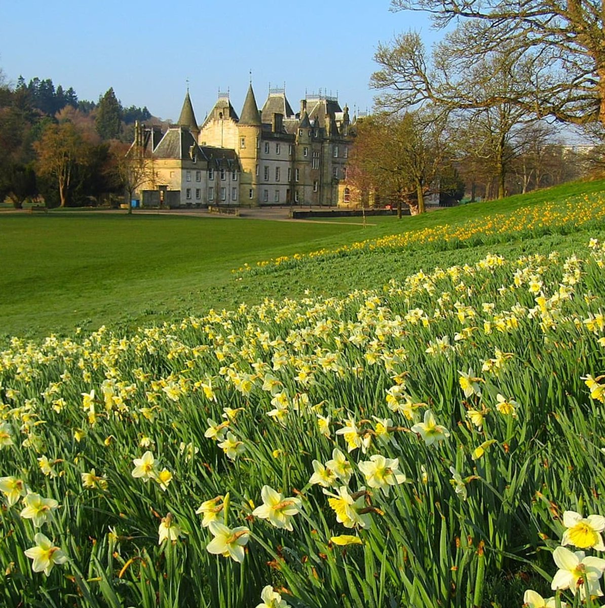 VFalkirk's tweet photo. With it's many daffodils and cherry blossom trees, Callendar Park is a lovely spot to explore in spring ☀️ 
📷 https://t.co/g54Am14QQP #VisitFalkirk   #VisitScotland #CallendarPark #CallendarHouse https://t.co/KGG0xfmpNa