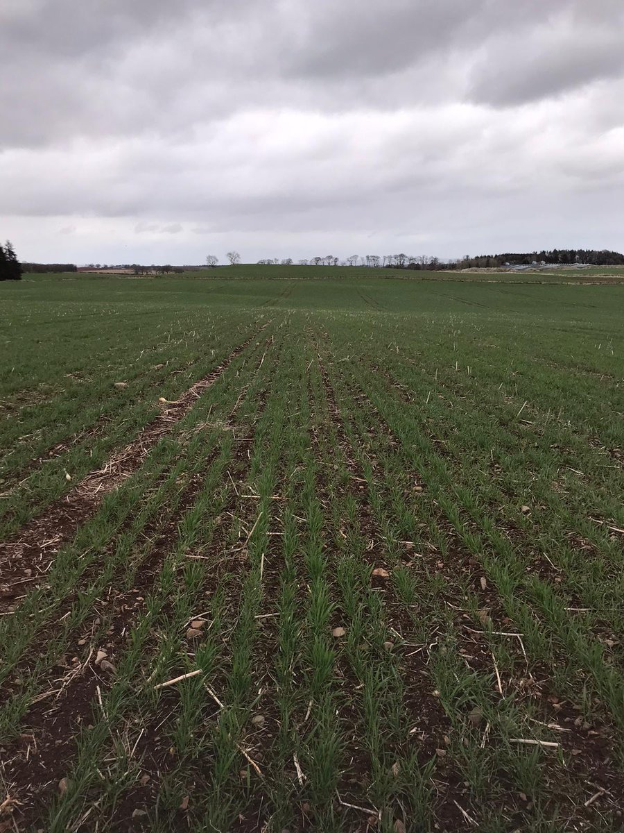 Triton Seed Drills England tweet media