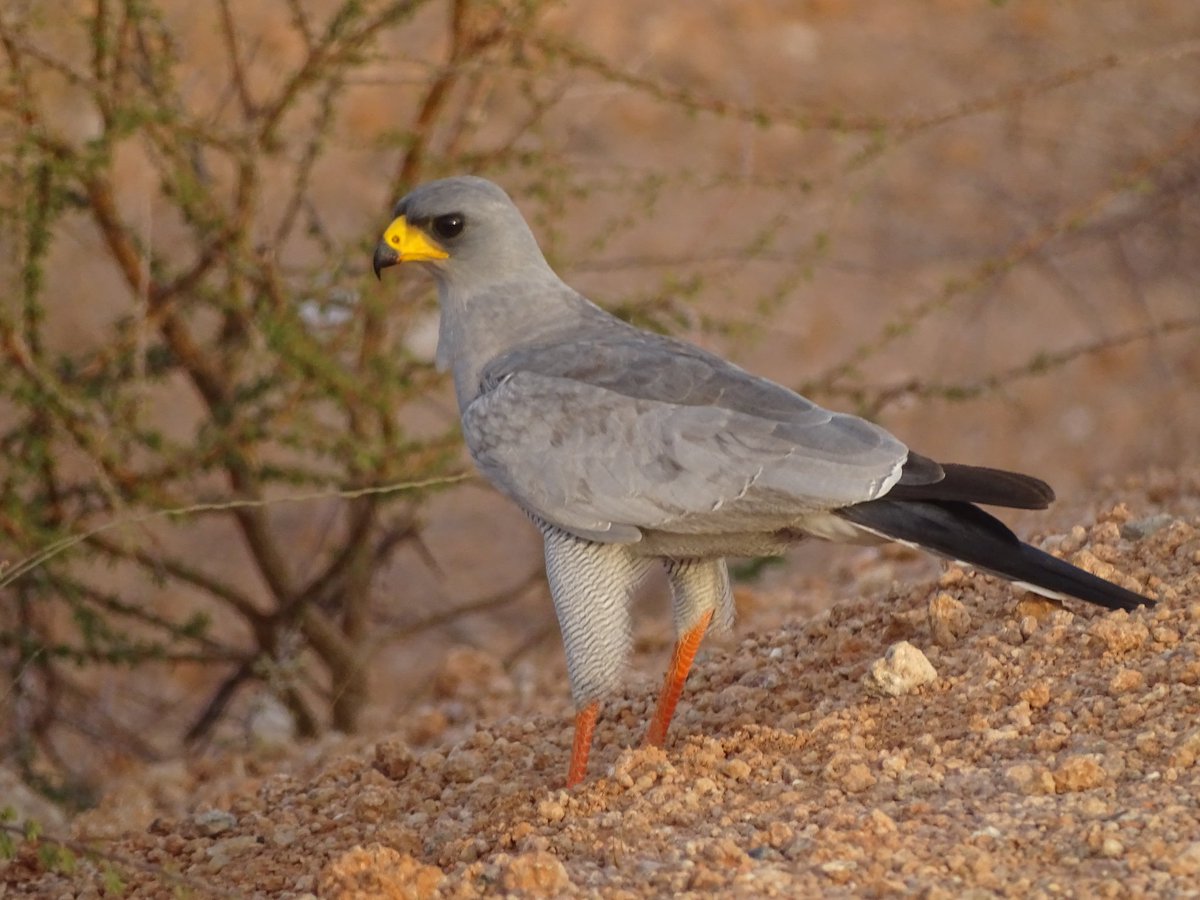 nomad_birder's tweet photo. Eastern Chanting-Goshawk
#birding #BirdsSeenIn2022 #birdsofprey #birdsofgarissa https://t.co/94Bbr788i9