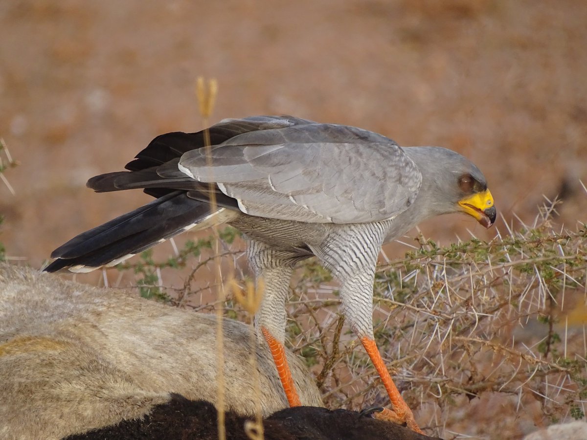 nomad_birder's tweet photo. Eastern Chanting-Goshawk
#birding #BirdsSeenIn2022 #birdsofprey #birdsofgarissa https://t.co/94Bbr788i9