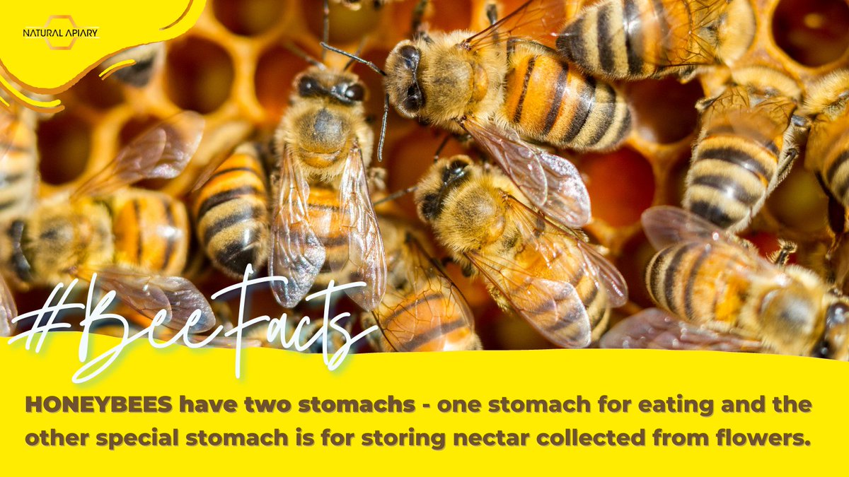 NaturalApiary's tweet photo. A bee has two stomachs - one for eating, and the other to store nectar collected from flowers or water. The nectar is then carried back to the hive using the second stomach.

#naturalapiary #funfact #beefact #factoftheday #savebees #honeybees #bee #beesofinstagram #beekeeping https://t.co/tet0GY75DI