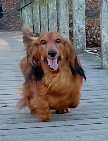 ADeliciousEgg1's tweet photo. (This is a picture is mere frames before this dog gets the news that she is adopted) #adopted #secondsbeforedisaster #murder https://t.co/bHz6bAu5Cn