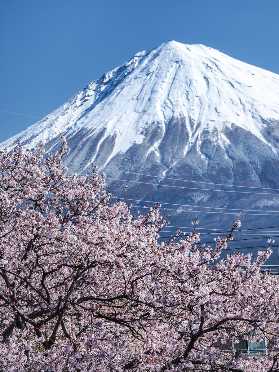 昨日の夜の雨は富士山を再び雪化粧してくれたみたい。 ここ、電線入るけど桜のがかっこいいのです😇 ✴🌠Good Evening🌠✴