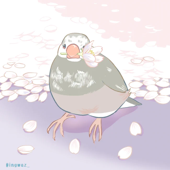 今年の桜は短かった気がします。
#Buncho #javasparrow #文鳥 