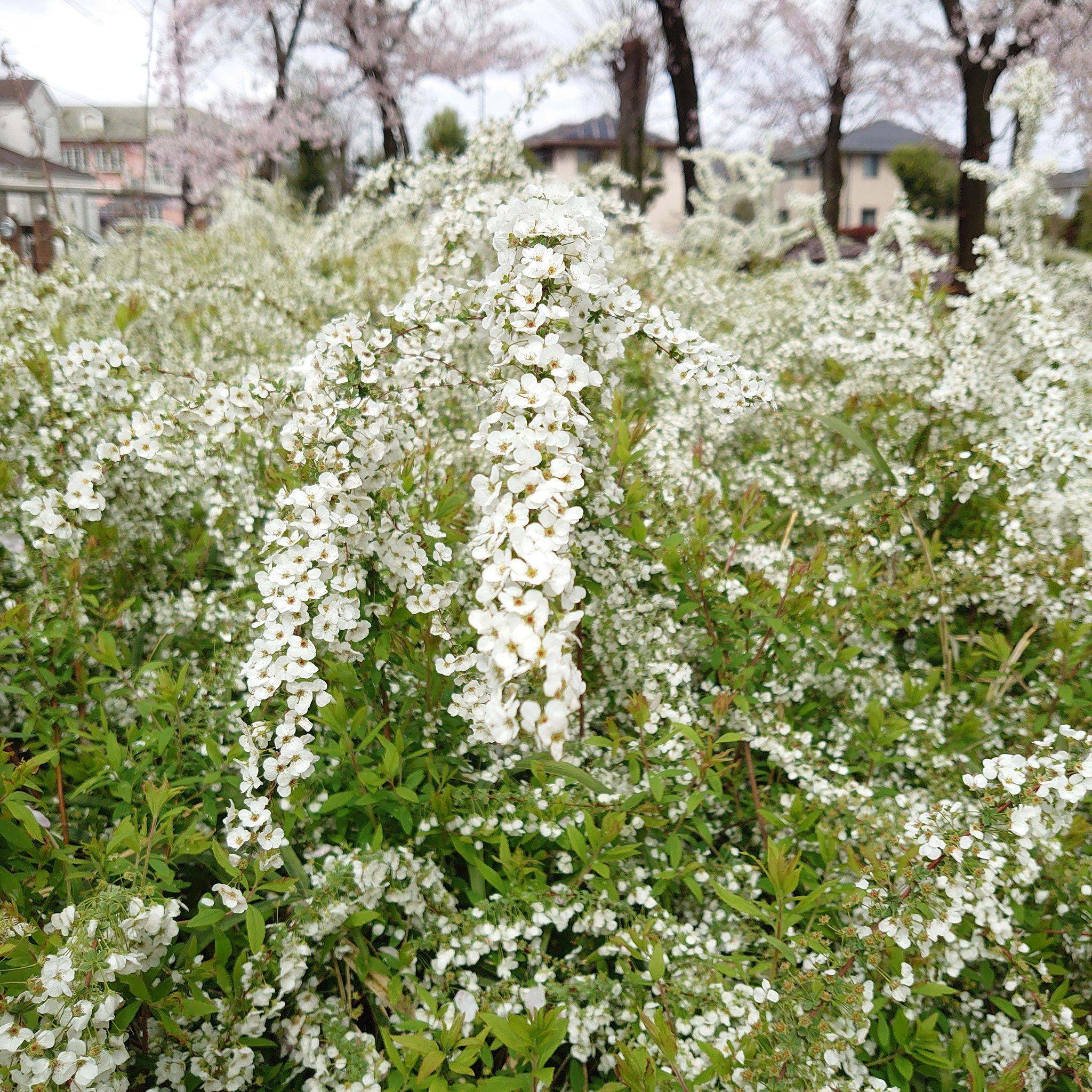 雪柳の花 Twitter Search Twitter