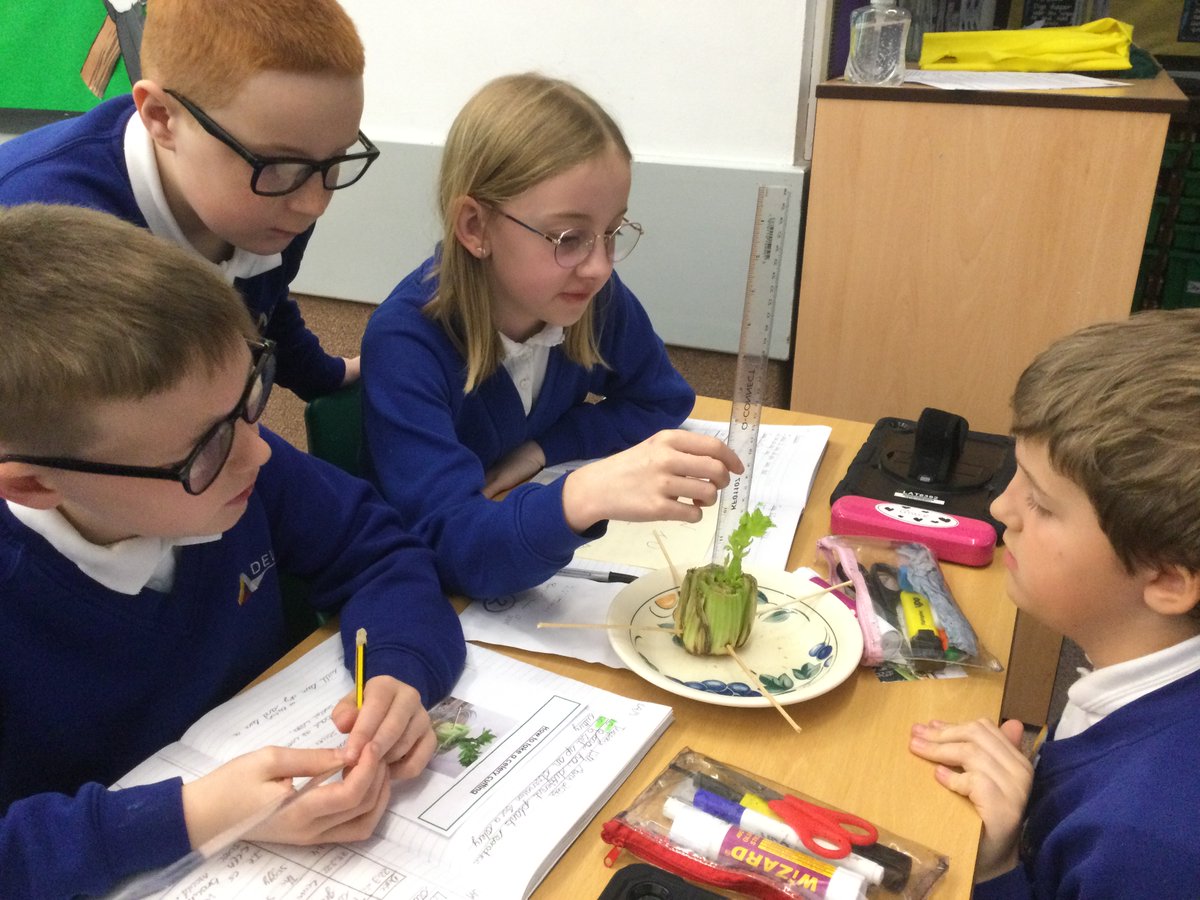 WillowGreenAcad's tweet photo. Year 5 measuring the final result of our celery observations this morning. One of them grew a leaf 92mm high! Proof that some plants can reproduce asexually.
#WGAscience
#Deltasciencelab
@priscigeeks https://t.co/W4DlPKc8A3
