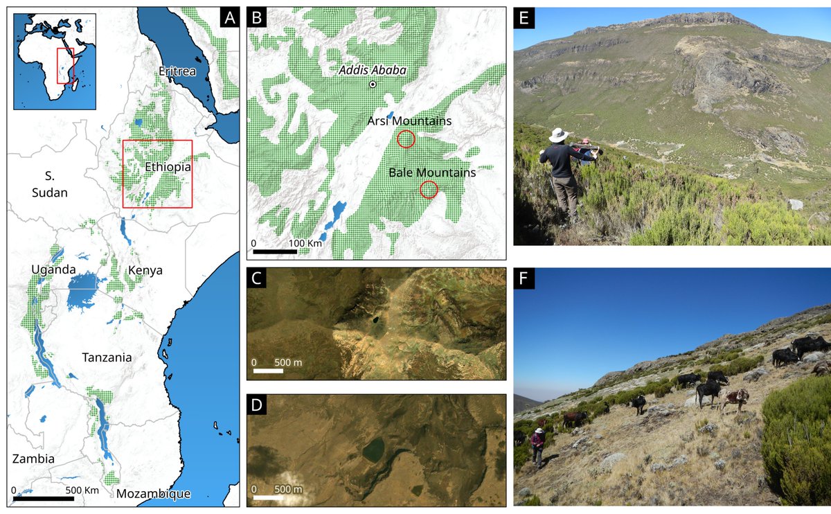 🎉Super good timing for this #PAGESMagazine issue @PAGES_IPO! shorturl.at/clIM6 on how palaeoecology is critical to adapt to #GlobalChange
 
🔴 Don't miss ours on #TraditionalKnowledge combined with #Palaeoecology preserving the Afroalpine pastglobalchanges.org/publications/p… A short🧵