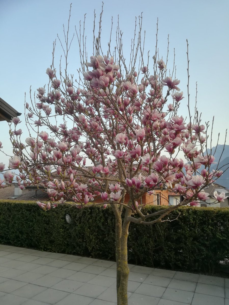 SPADAGIANLUCA's tweet photo. @DjChiamaItalia ciapa chi https://t.co/36VpFUoHpq