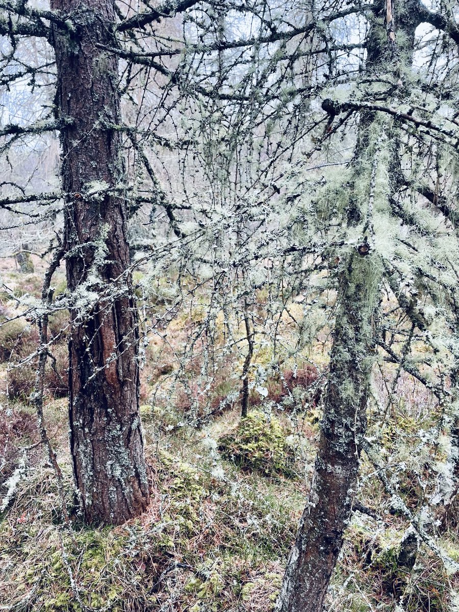 Lily__hall's tweet photo. Escaped to @ProfDonnaHall’s 🏡 in the Highlands 🏴󠁧󠁢󠁳󠁣󠁴󠁿 I’ve always been lucky enough to live near woods and trees. In all the chaos that life brings, one breath of the forest air resets the mind with peace, perspective and gratefulness ❤️ https://t.co/FLGPxc9xtQ