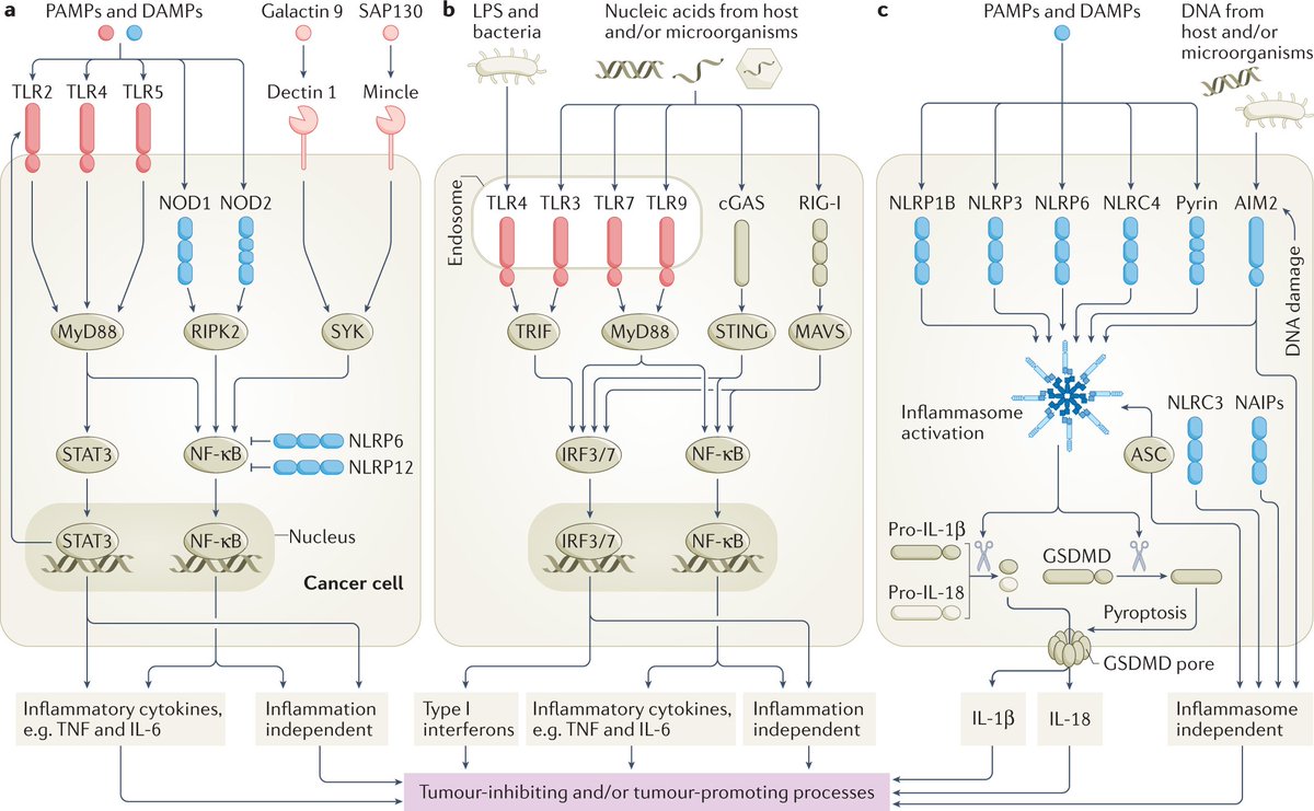 Nature Reviews Cancer (@naturerevcancer) on Twitter photo NEW Review! Si Ming Man and <a href="/Lab_Jenkins/">Jenkins Lab</a> provide an overview of #PatternRecognitionReceptors in #cancer mechanisms as well as in #therapy and #biomarker discovery. #CancerImmunology
go.nature.com/3u5MjEZ
<a href="/natrescancer/">Cancer at Nature Portfolio</a> <a href="/CiiiD_Hudson/">CiiiD Hudson</a> <a href="/Hudson_Research/">Hudson Institute of Medical Research</a> NEW Review! Si Ming Man and <a href="/Lab_Jenkins/">Jenkins Lab</a> provide an overview of #PatternRecognitionReceptors in #cancer mechanisms as well as in #therapy and #biomarker discovery. #CancerImmunology
go.nature.com/3u5MjEZ
<a href="/natrescancer/">Cancer at Nature Portfolio</a> <a href="/CiiiD_Hudson/">CiiiD Hudson</a> <a href="/Hudson_Research/">Hudson Institute of Medical Research</a>