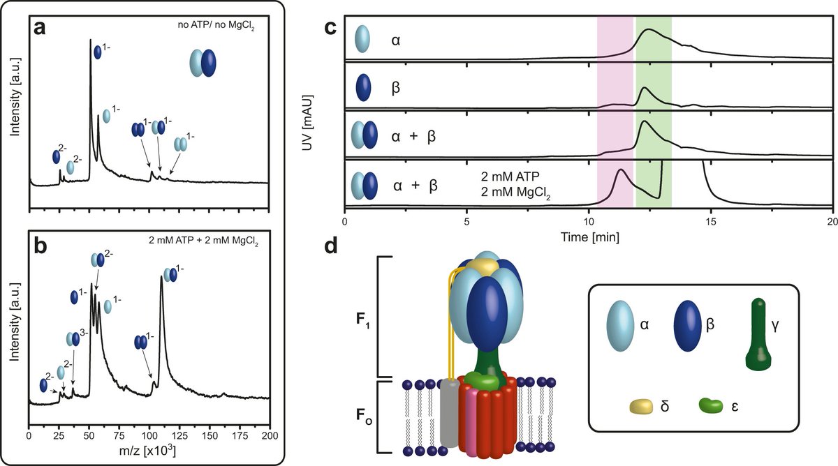 The <a href="/MorgnerLab/">Morgner Lab</a> uses mass spectrometric approaches to study factors governing the assembly of a bacterial ATPase F1 complex and provide structural explanations for activity differences between complexes assembled in cells and in vitro.

go.nature.com/3Ke5v95
