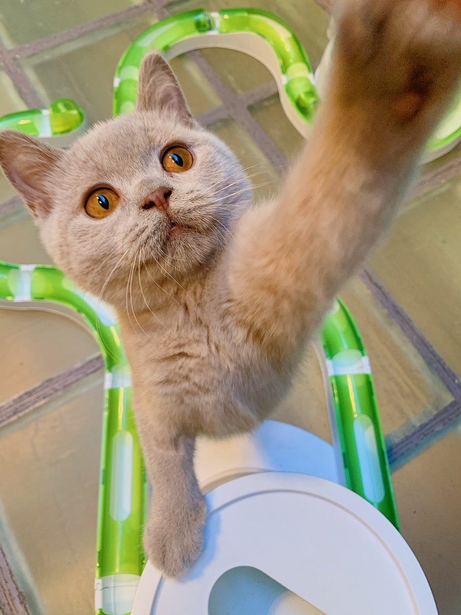 ARISTIDEhotel's tweet photo. ROBERT - et pleins d'autres chatons mignons - NEED YOU ✊🏻 La MiaouTeam recherche un.e stagiaire motivé.e pour rejoindre l'équipe... dès maintenant ! 
✅ Étudiant.e dans le domaine de la santé animale et dispo pour 1 mois au moins 📩 candidatures@aristide-hotel.com https://t.co/4r0azrwIEr