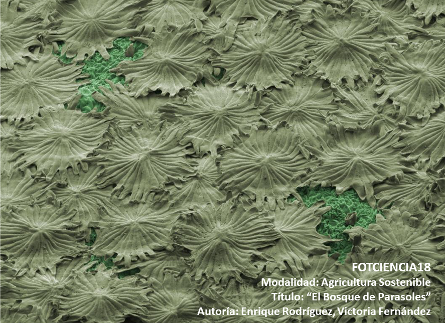 IAS_CSIC tweet picture