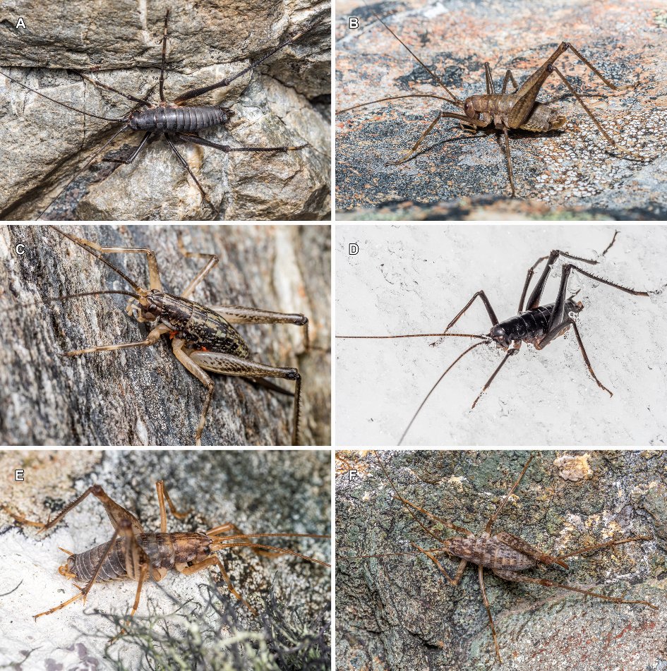 Phoenix_Massey's tweet photo. Six new species of NZ cave wētā described! https://t.co/VKxoaBwiYp

One newly recognised species is the 'Mount Cook flea', which is almost black and leaps out of the snow when climbers go past! The species in the genus Pharmacus all live in the Southern Alps at high elevation. https://t.co/gVlxJ8aQq4