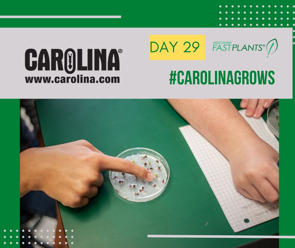 CarolinaBio's tweet photo. Day 29! While we are waiting for our seed pods to mature, we want to hear from you!  
How do you use @fastplants in your classroom? 
Tag us for a chance to win a Plant Light Bank! 

#carolinagrows #wisconsinfastplants https://t.co/sPLyCj80Sg
