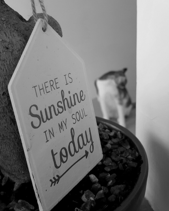 kitcatpuzzle's tweet image. Brightening the human's day ☀️😸💕☀️

#catlife #lovecats #sunshineinmysoul #heartcats #happycats instagr.am/p/Cb9tm-roSLc/