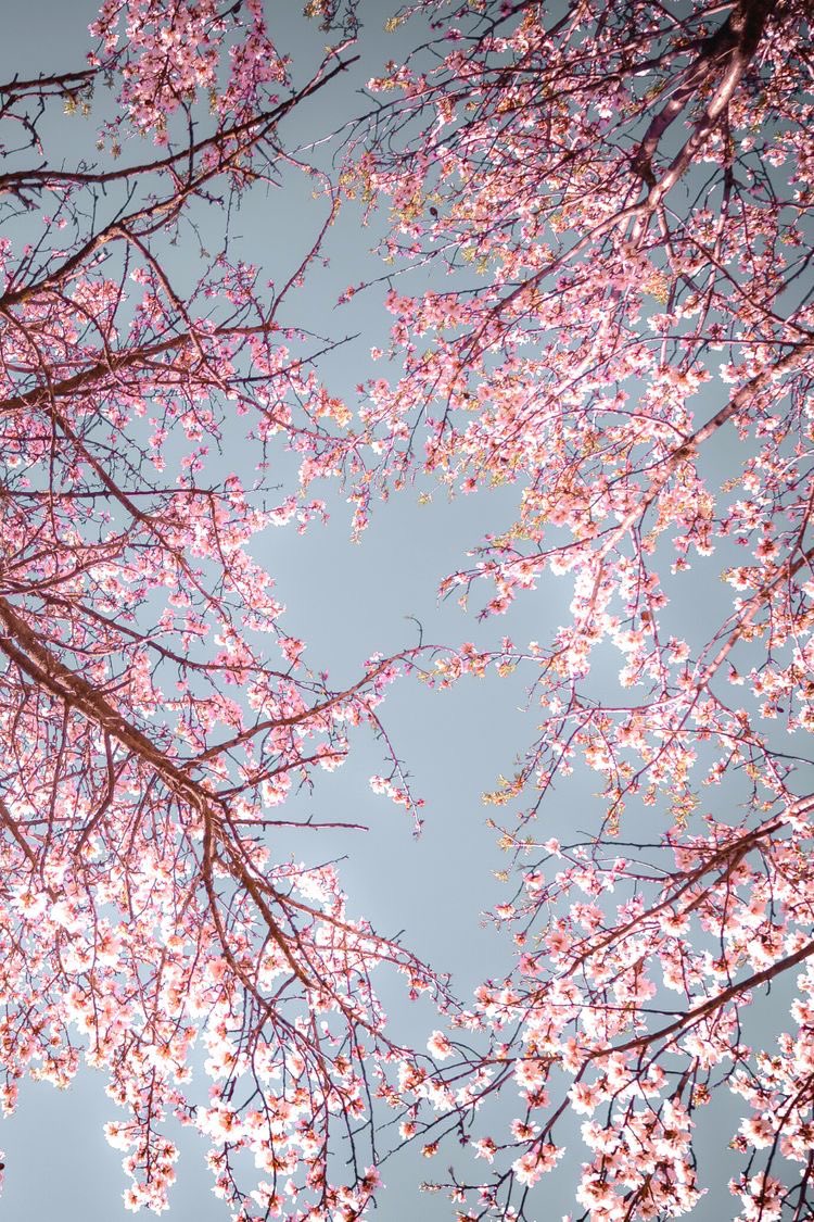 studyabroadcub's tweet photo. Japan is extremely famous for their sakura blooming season 🍒
But if you find yourself in #Budapest this spring, here are loveliest spots to admire cherry blossom season:

🌸 Toth Arpad Promenade 
🌸 Gellert Hill
🌸 Fuveszkert Botanical Gardens
🌸 Margit Island

#BlossomWatch https://t.co/XCp174RAP5