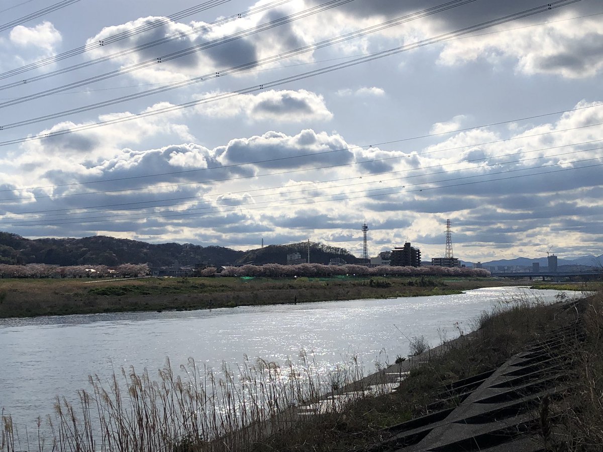 yupin_the_third's tweet photo. 今日は河川敷にて、対岸が桜で満開で綺麗だった https://t.co/BQN3kXxXpi