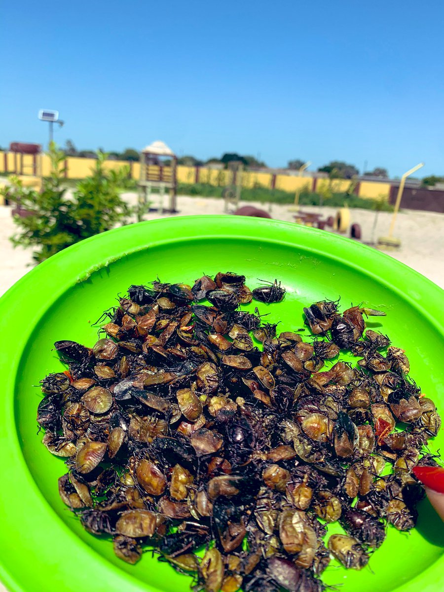 bg_berrie's tweet photo. What’s happening is: This is my first harvest from my small backyard garden. 😋 🐜 Become farmers guys 💪🏾 #Oniipa #Iinkili https://t.co/ceoZtKgMPD