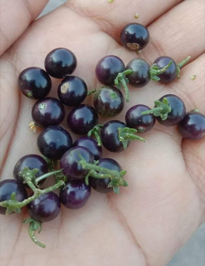 Sher industries tweet media