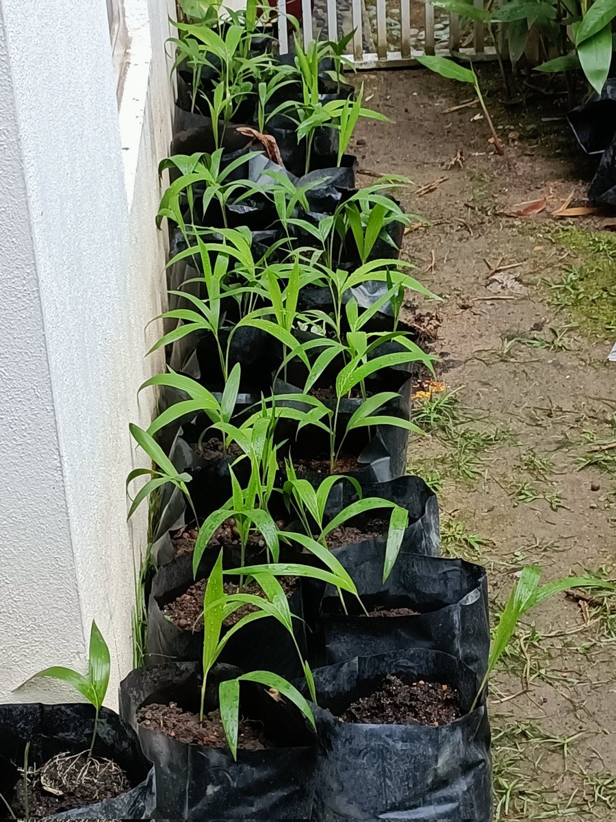 DeltaguyATR's tweet photo. 82 Christmas Palm trees 🌴
#GoGreen
#PerYear500Plants
#2022Target
#BuildMoreGreen https://t.co/vEKtd2Yv0i