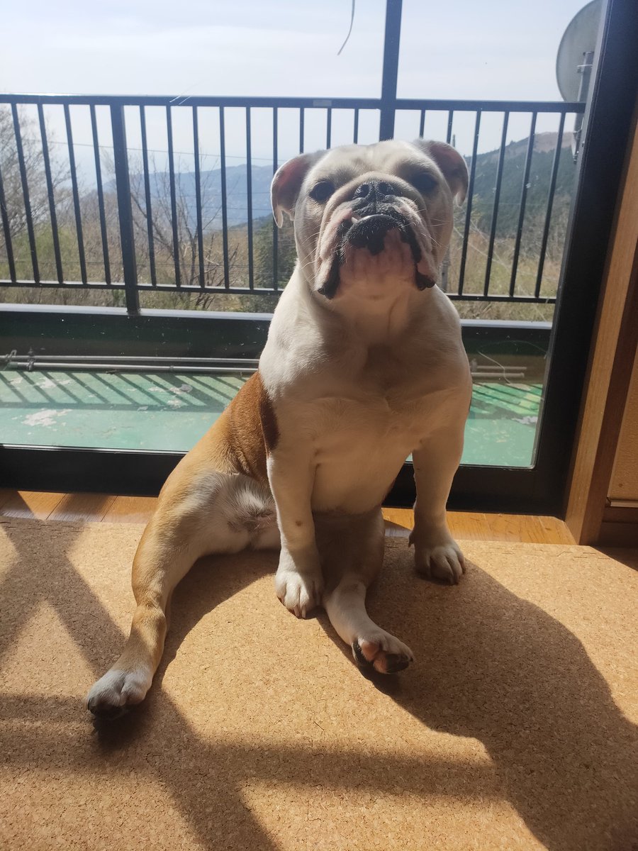 ぶるまる Photo by ブルドッグぶるまるチャンネル (@burumaru) · October