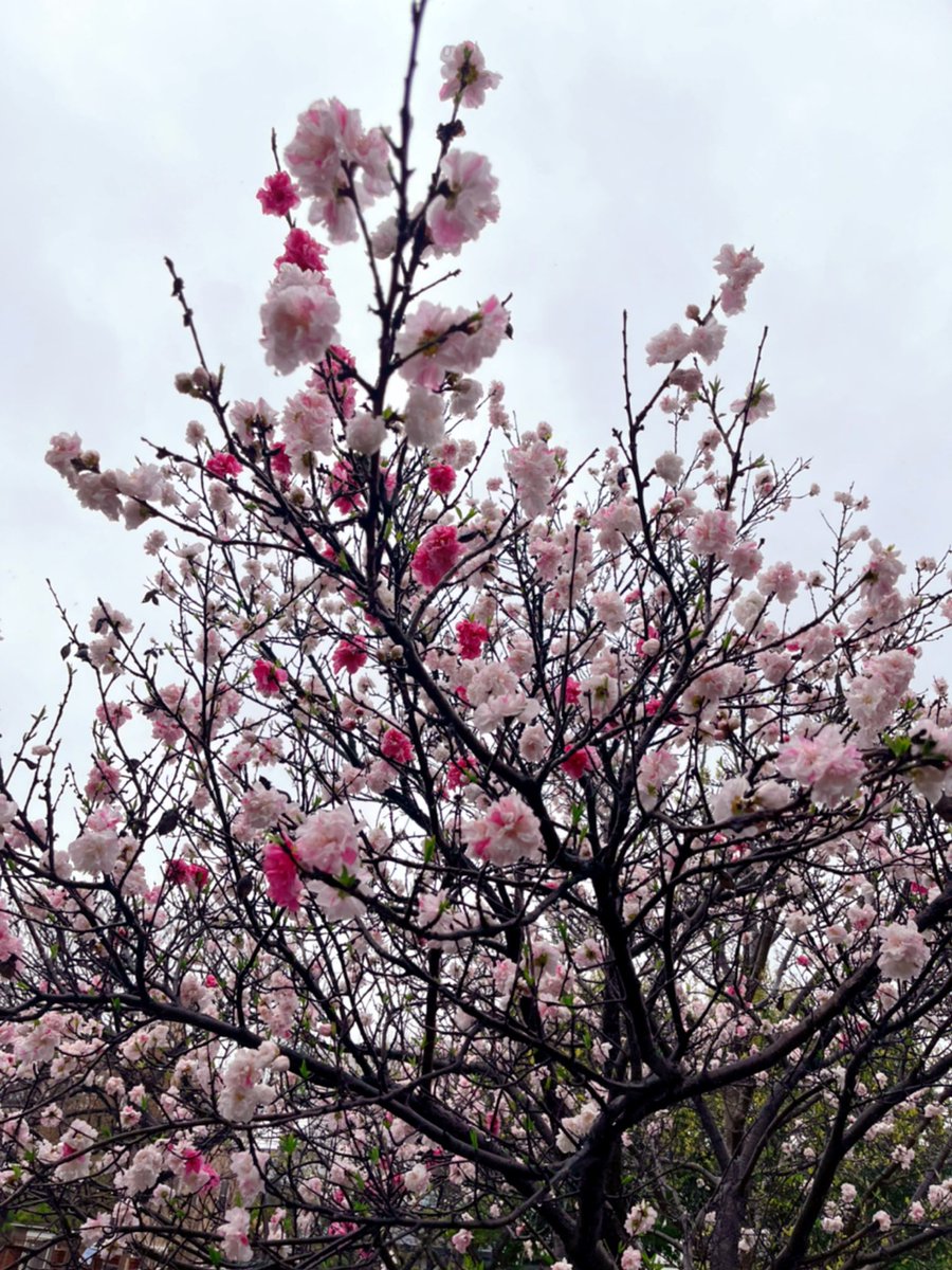 お久しぶりです😌💓
皆さん元気にしてますか？？

昨年は画面越しだけど
みんなが送ってくれた桜の画像でお花見出来たのとても嬉しかったです🌸☺️🌸

今年は自分で見れたよ🌸
（画像は多分ウメだけど）