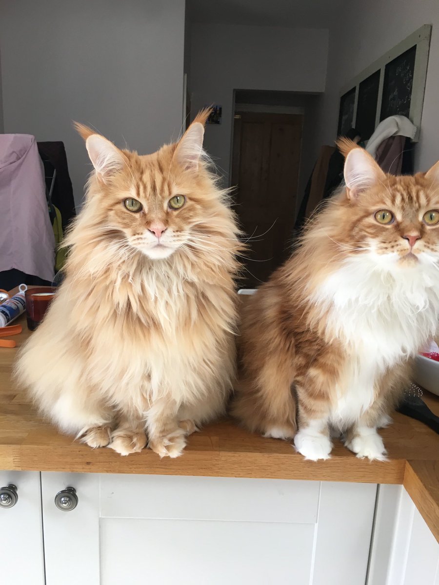 JsrMc's tweet photo. @RCPath Here are Frank and Juno - our two Main Coons 🥰 #RCPathPets https://t.co/1LgZbAiDRb
