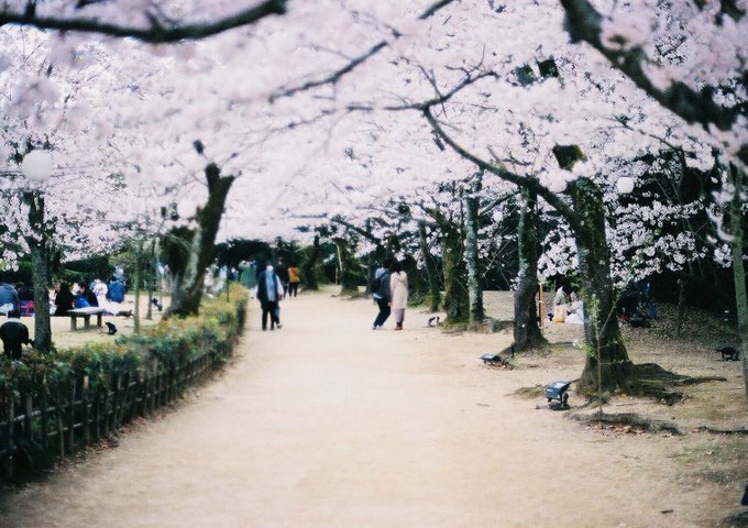 お桜 