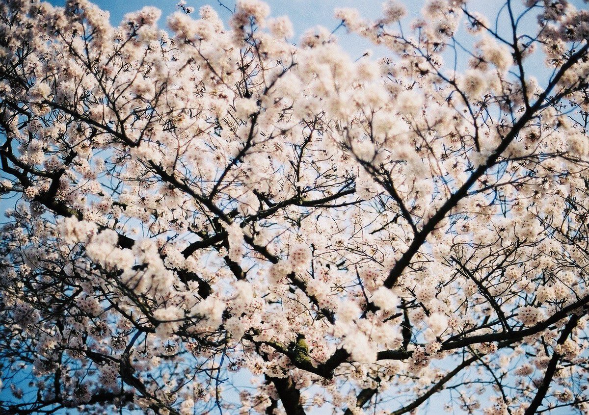 お桜 