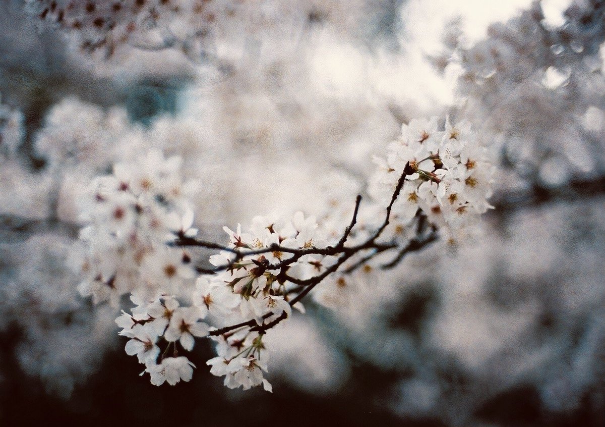 お桜 