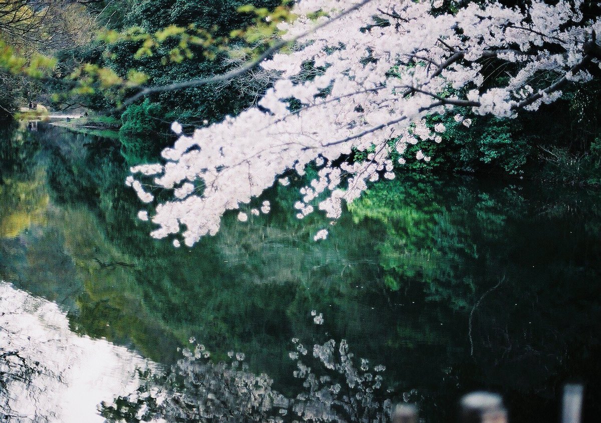 お桜 